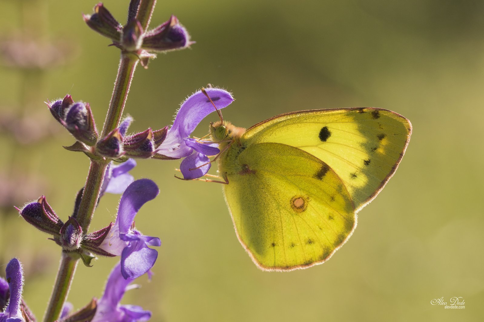 Sarı Azamet Kelebeği