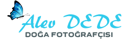 Alev DEDE | Doğa Fotoğrafçısı
